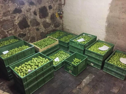 Grüne Walnussernte - 