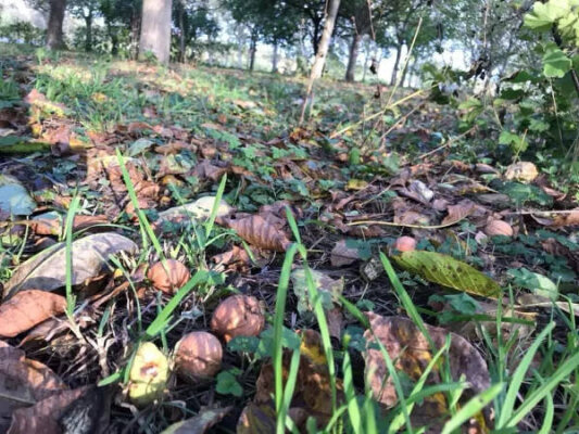 Termine im Herbst 2019 - 