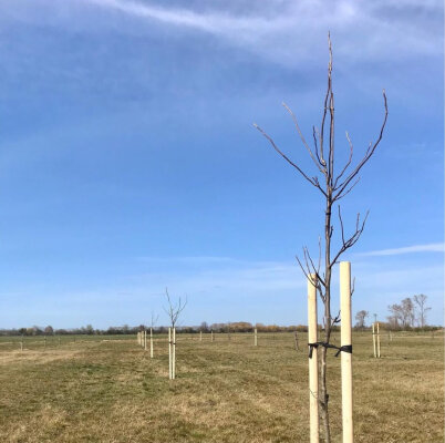 Walnusswissen &amp; Anbautipps – So gelingt der Start mit dem Walnussbaum - Walnussbaum pflanzen: Tipps zur Sorte, Pflege &amp; Standort