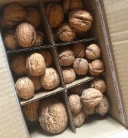 Wunderwelt Walnuss